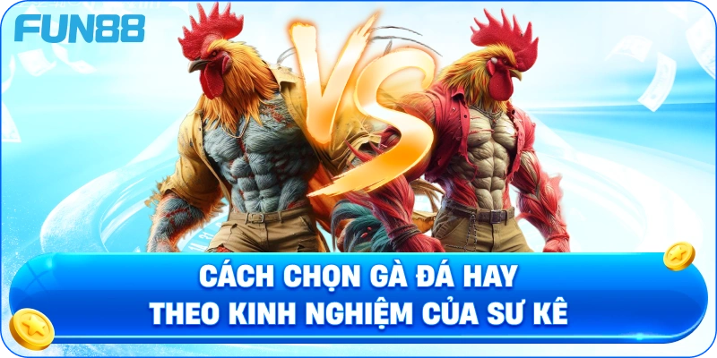 Cách Chọn Gà Đá Hay Theo Kinh Nghiệm Của Sư Kê
