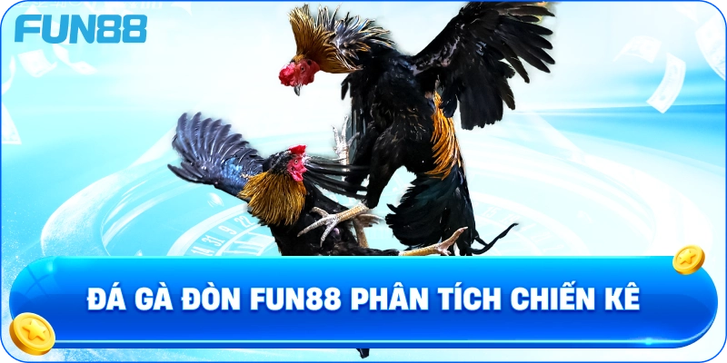 Đá gà đòn fun88 phân tích chiến kê