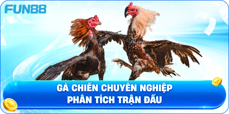 Gà chiến chuyên nghiệp phân tích trận đấu