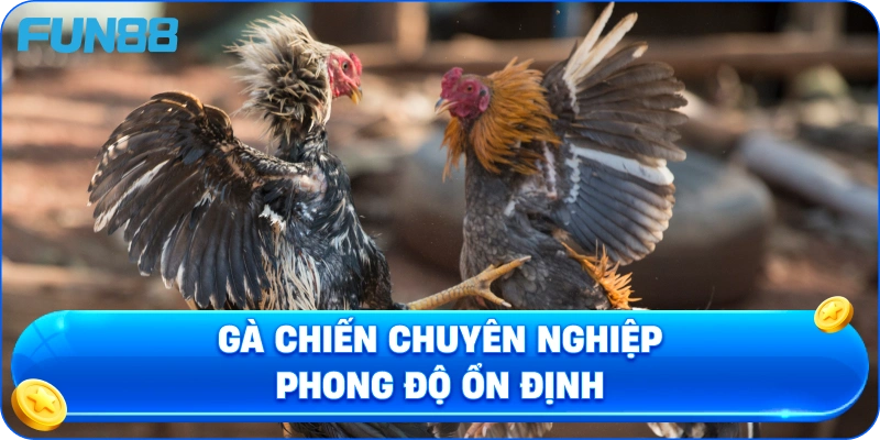 Gà chiến chuyên nghiệp phong độ ổn định