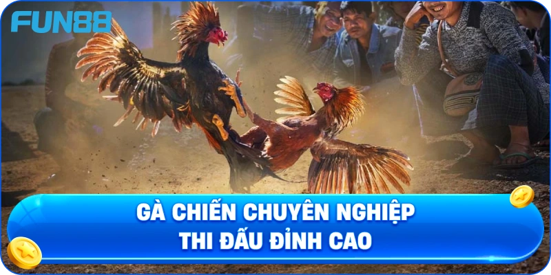 Gà chiến chuyên nghiệp thi đấu đỉnh cao