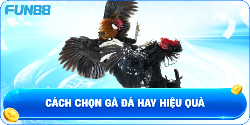 Cách chọn gà đá hay hiệu quả