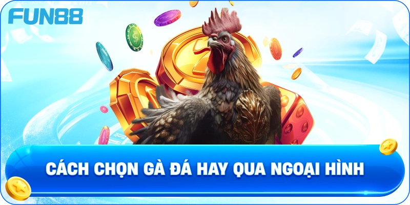 Cách chọn gà đá hay qua ngoại hình