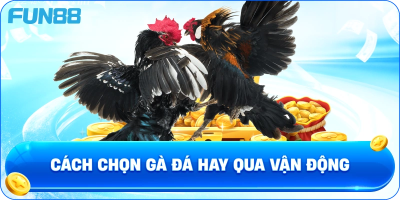 Cách chọn gà đá hay qua vận động